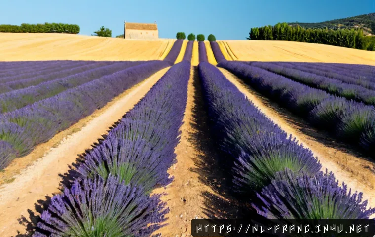 프로방스 라벤더 밭 방문 팁 - Photorealistic wide-angle view of a vast Provence lavender field in peak summer bloom, neat violet r...